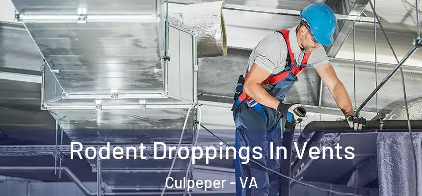  Rodent Droppings In Vents Culpeper - VA